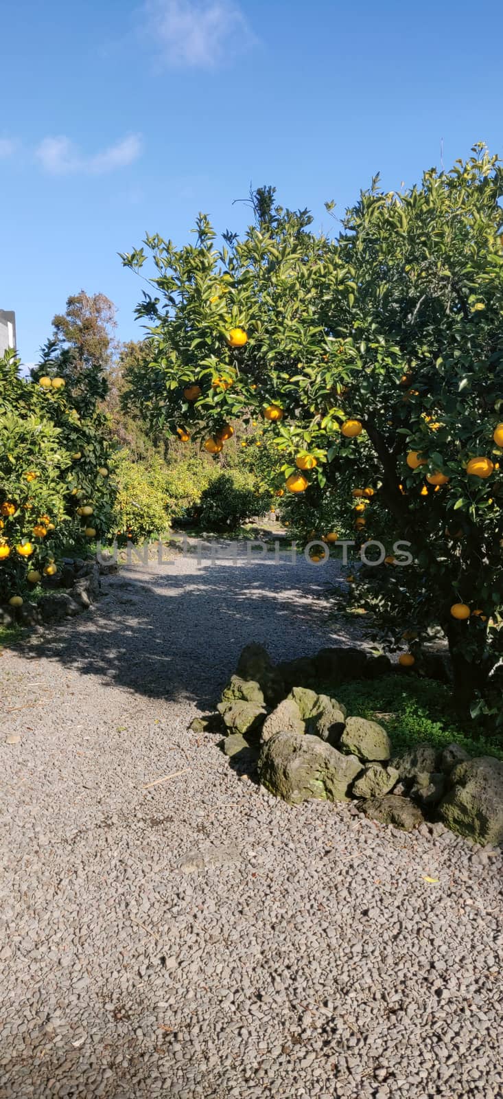 A tangerine orange tree in a farm in jeju island, South korea