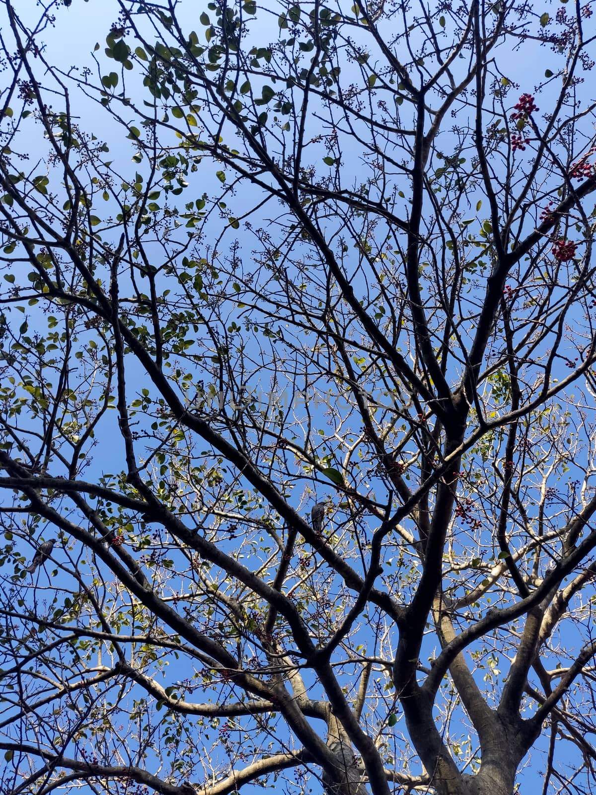 Texture of tree with red fruit against blue sky during summers of India