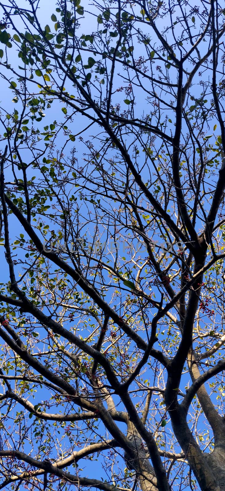 Background texture of tree with red fruit against blue sky during summers of India