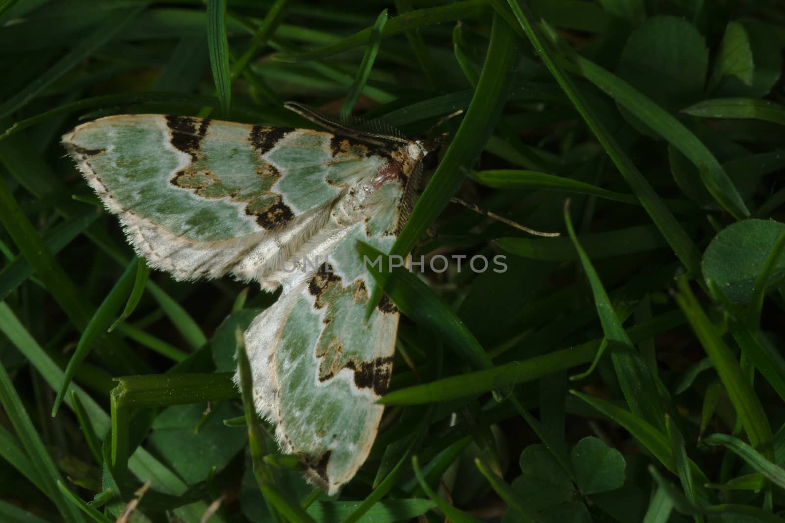 A green carpet moth is camouflaged amongst deep green grass in this macro photo.