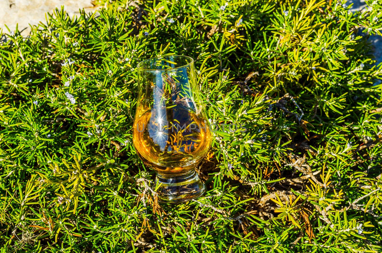 single malt whisky  in glass on plants on the rock, drink on a   by Q77photo