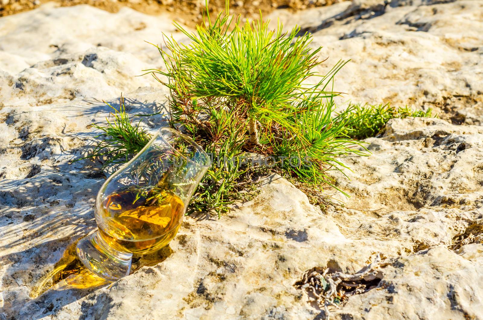 single malt whisky  in glass on plants on the rock, drink on a  natural stone, tasty set