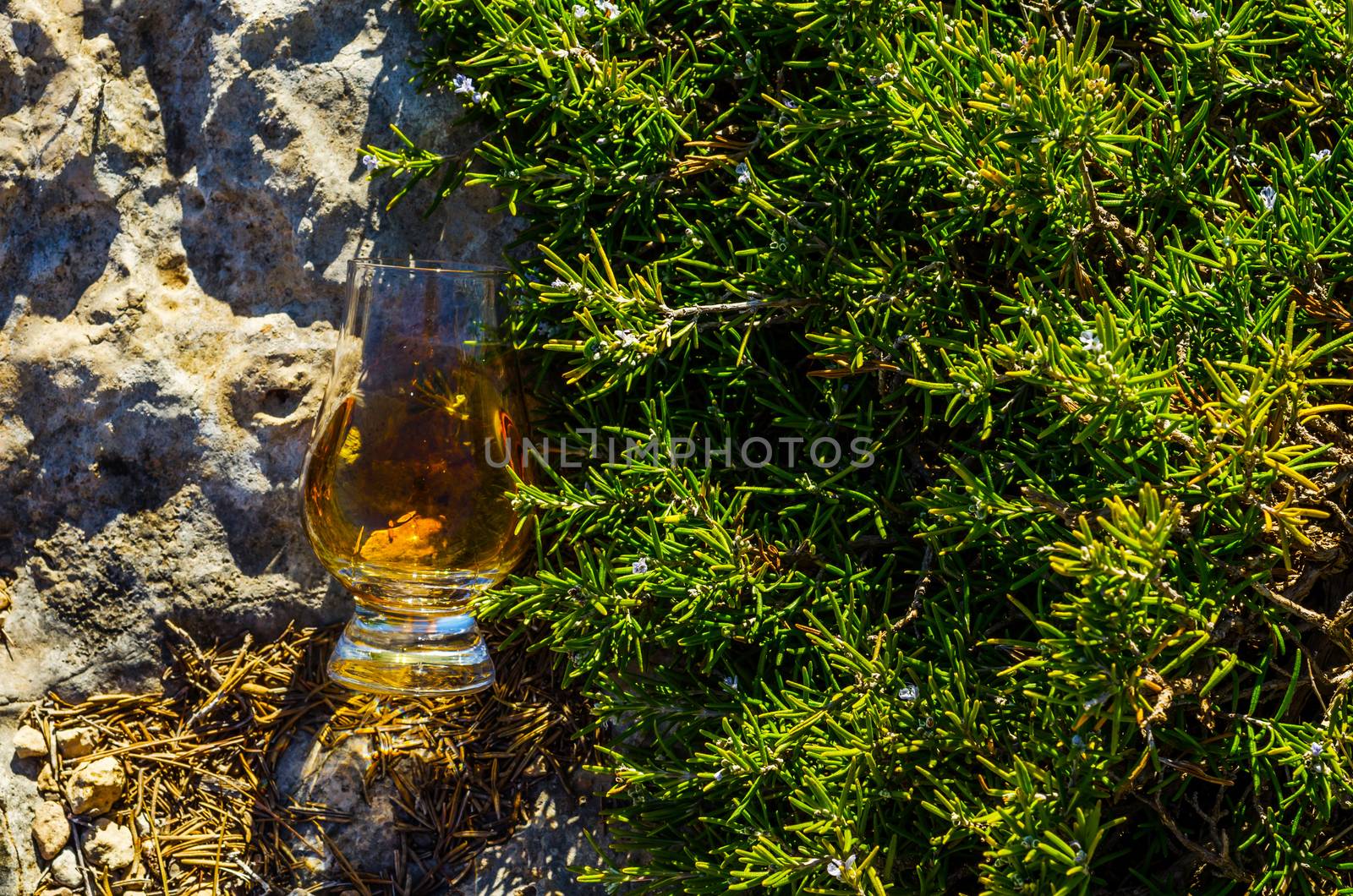 single malt whisky  in glass on plants on the rock, drink on a   by Q77photo