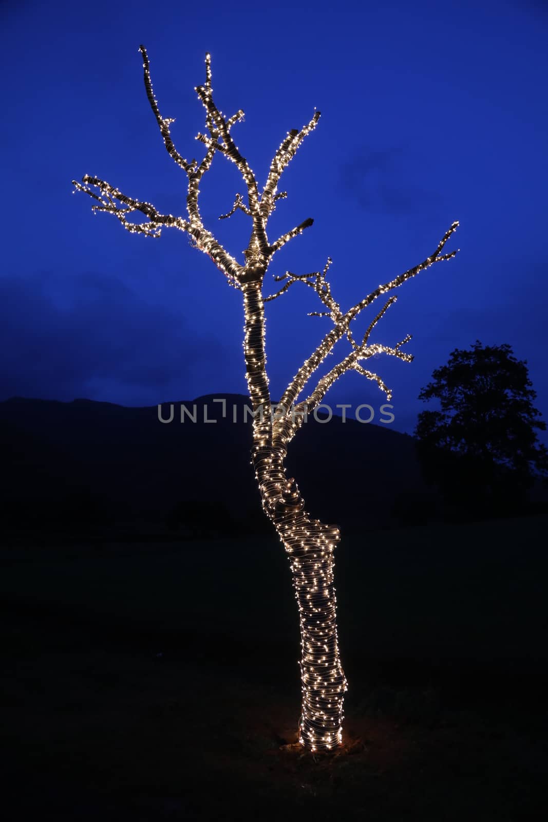 Lights Decoration on a tree by rajastills