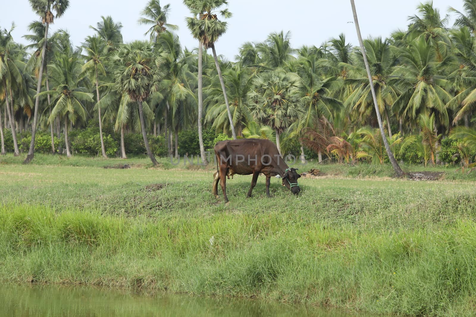 Rural area India