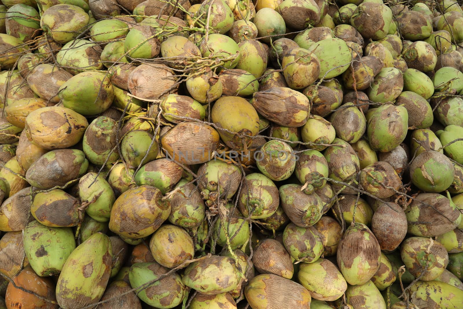 Closeup of a Coconuts