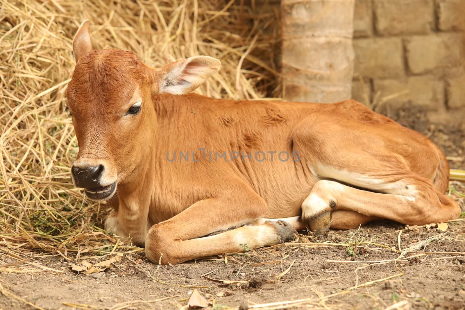 Cow at rural area