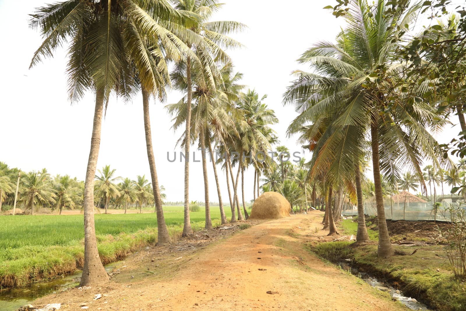 Rural area India