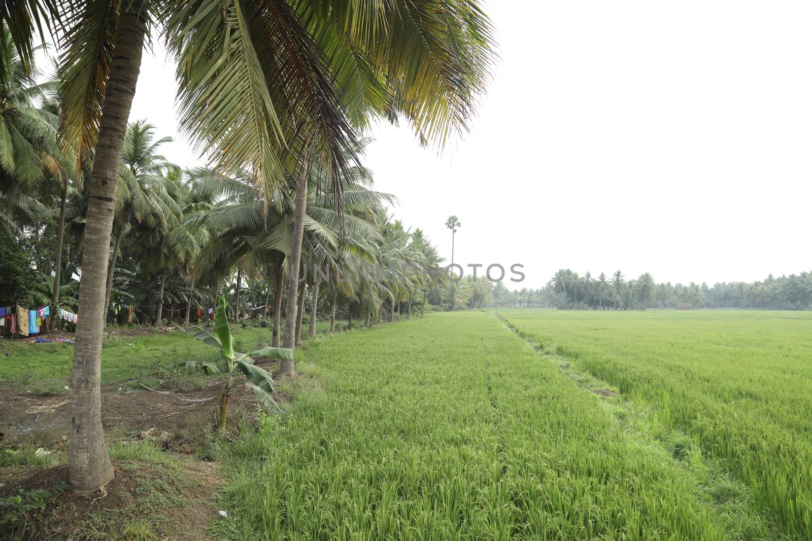 Rural area India