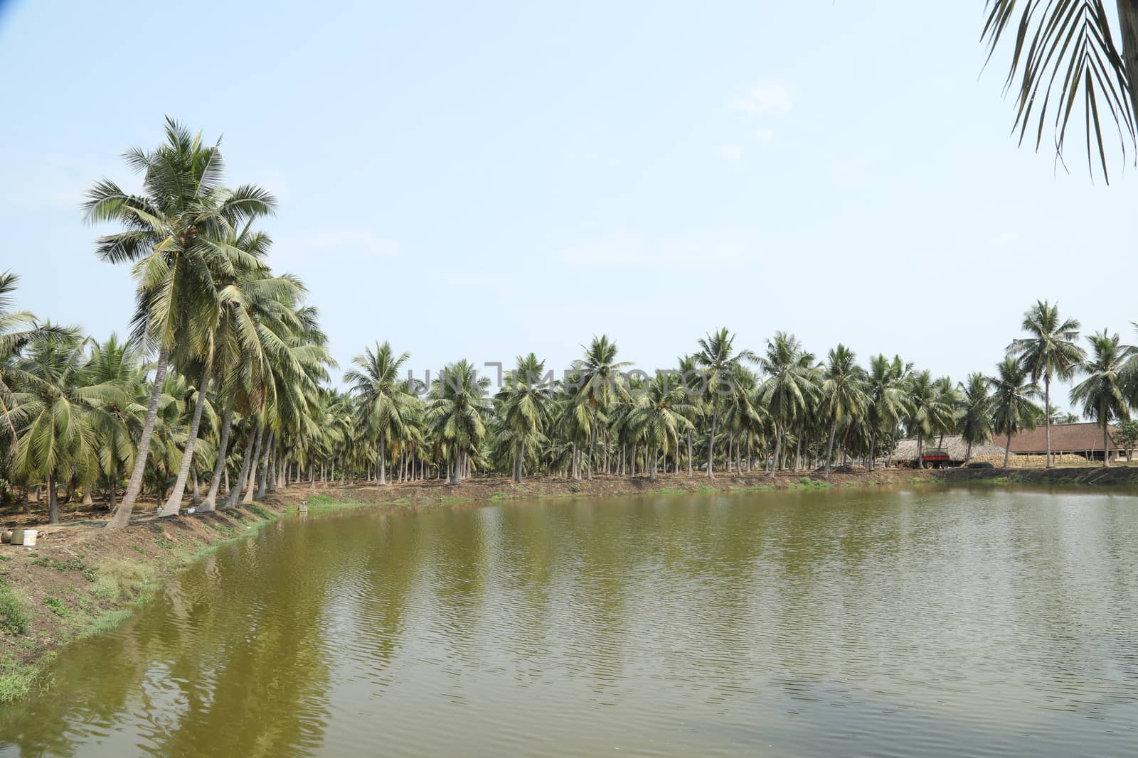 Rural area India