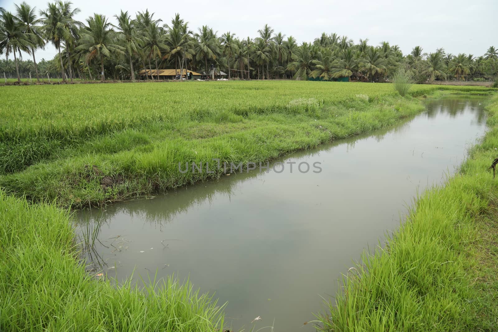 Rural area India