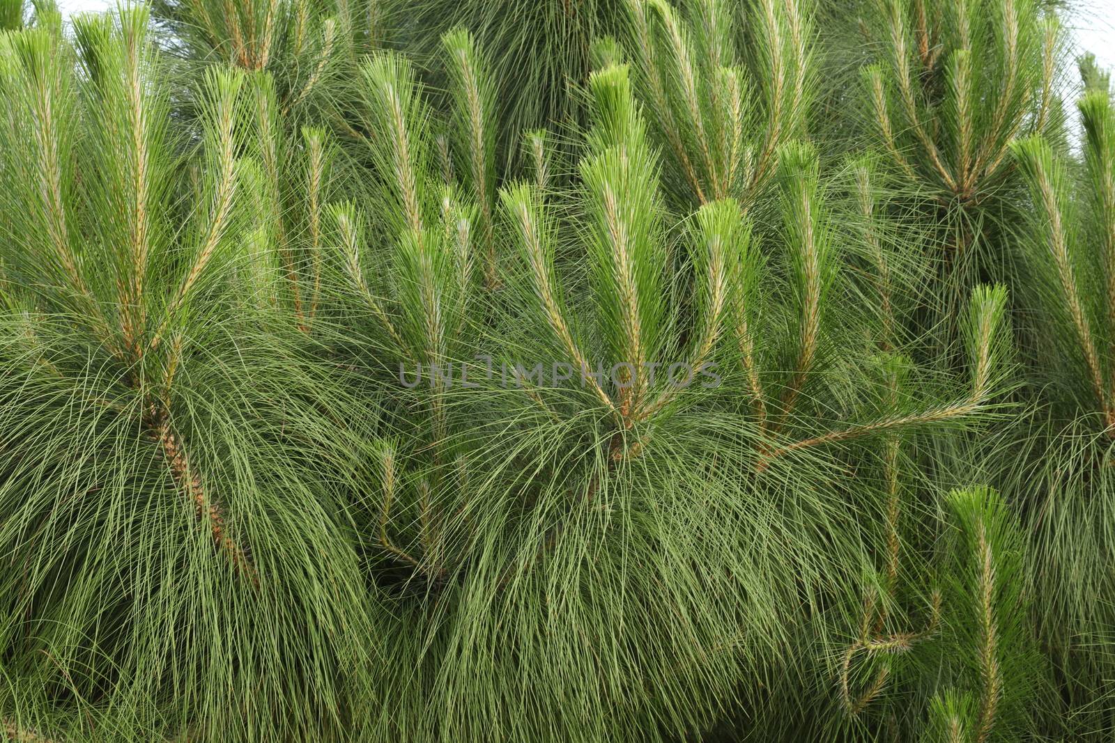 Indian Medicated Plant closeup