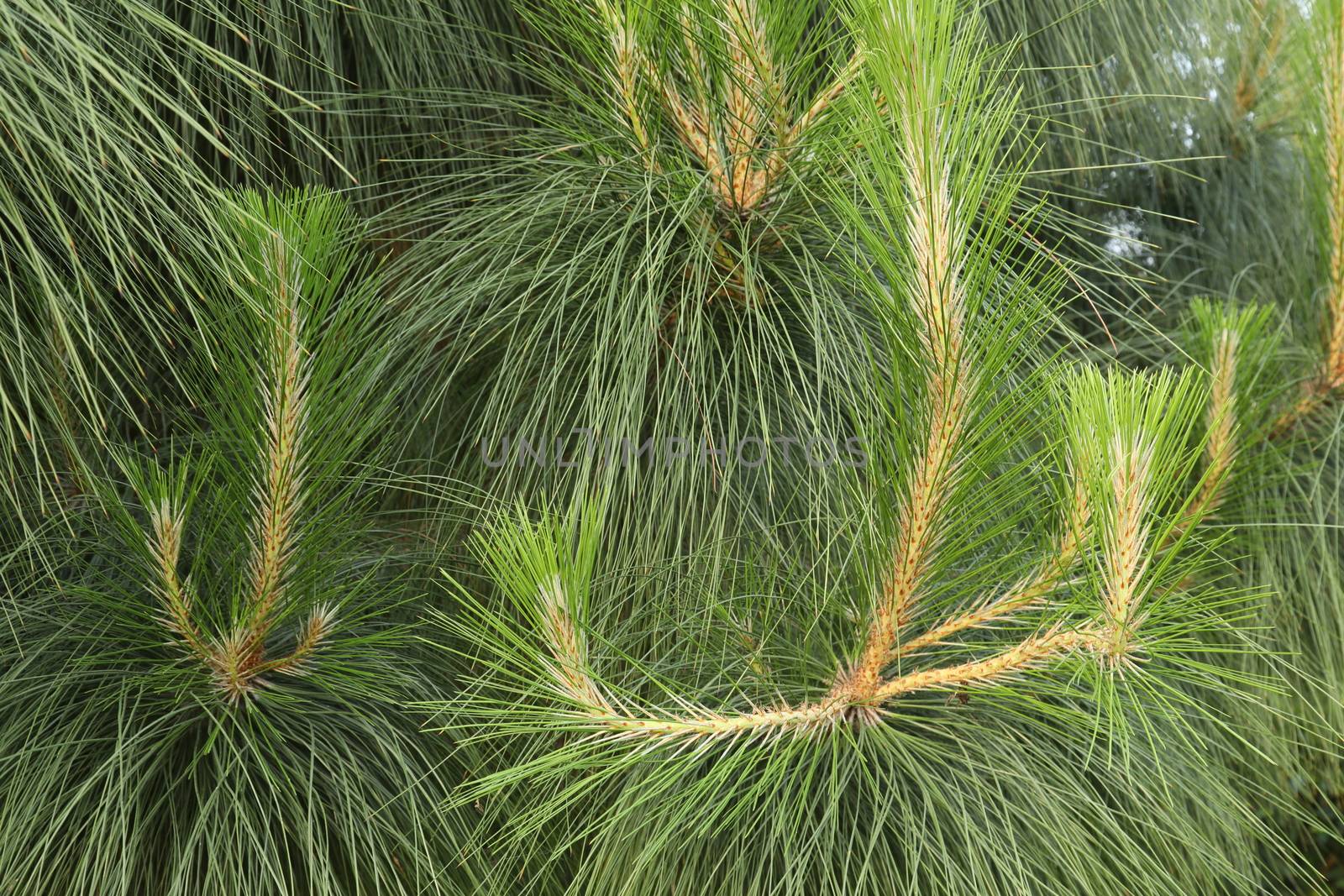 Indian Medicated Plant closeup