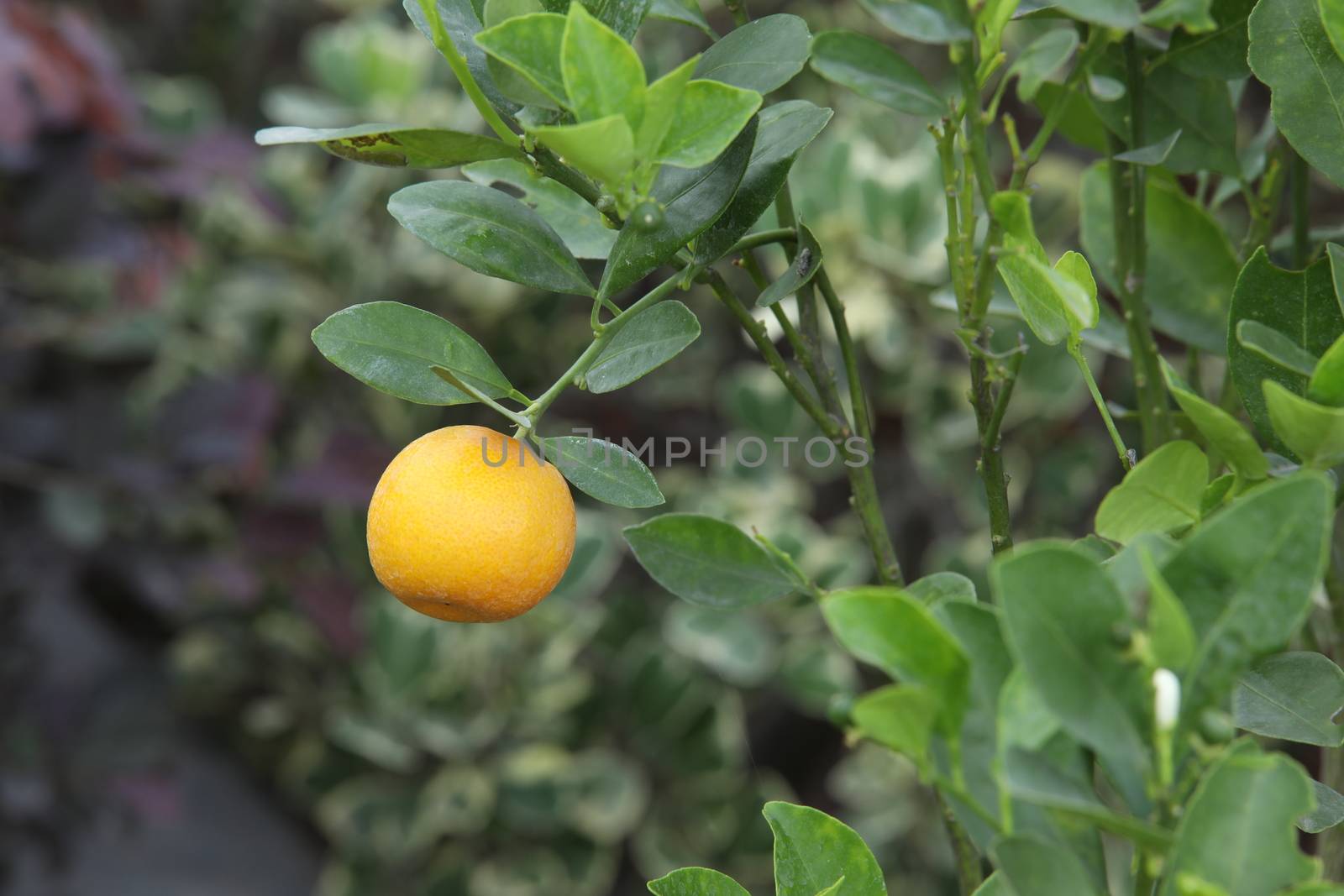 Indian Medicated Fruits