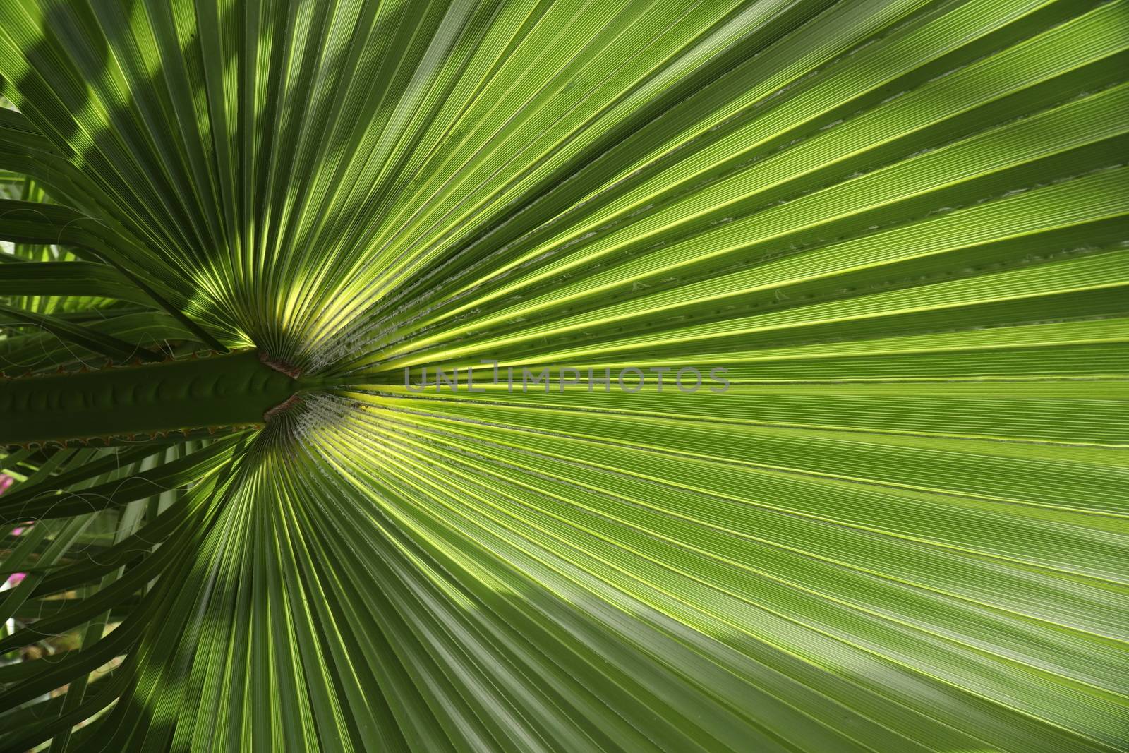 Indian Medicated Plant closeup