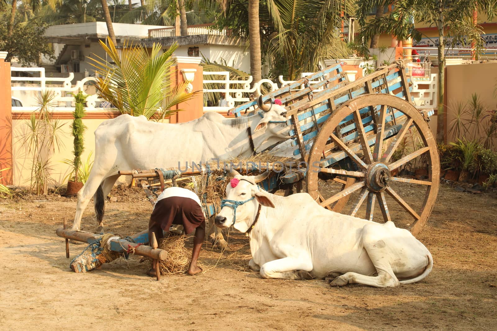 Cows at rural area