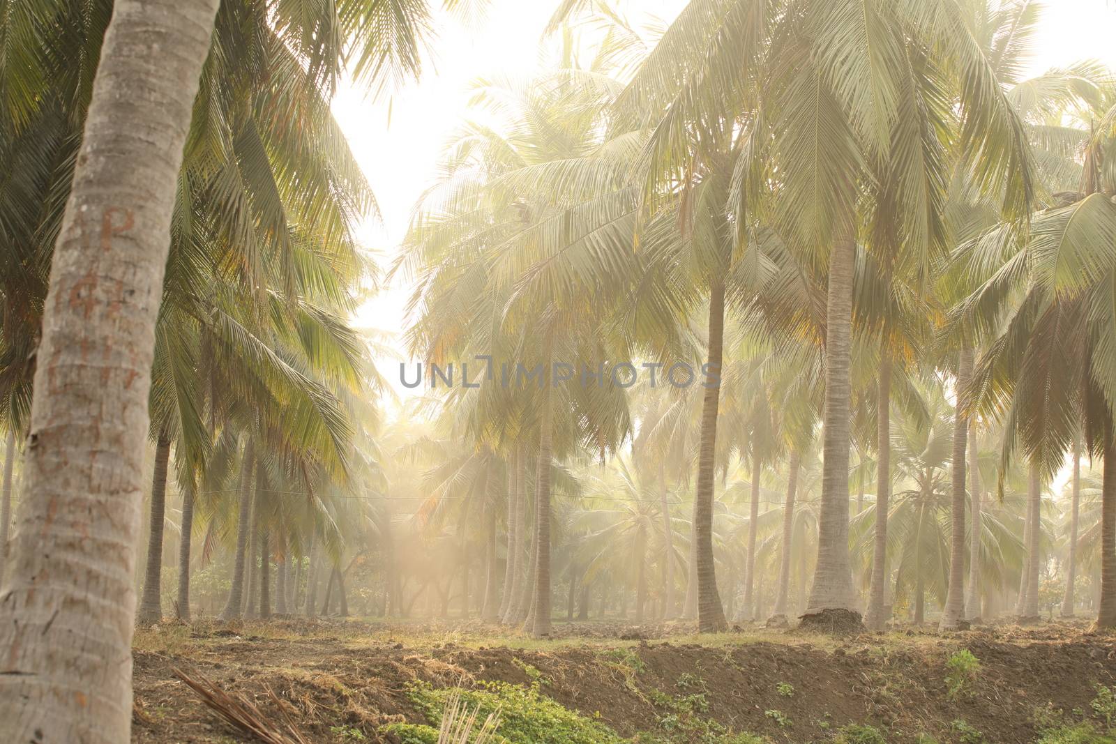 Holiday Resort India