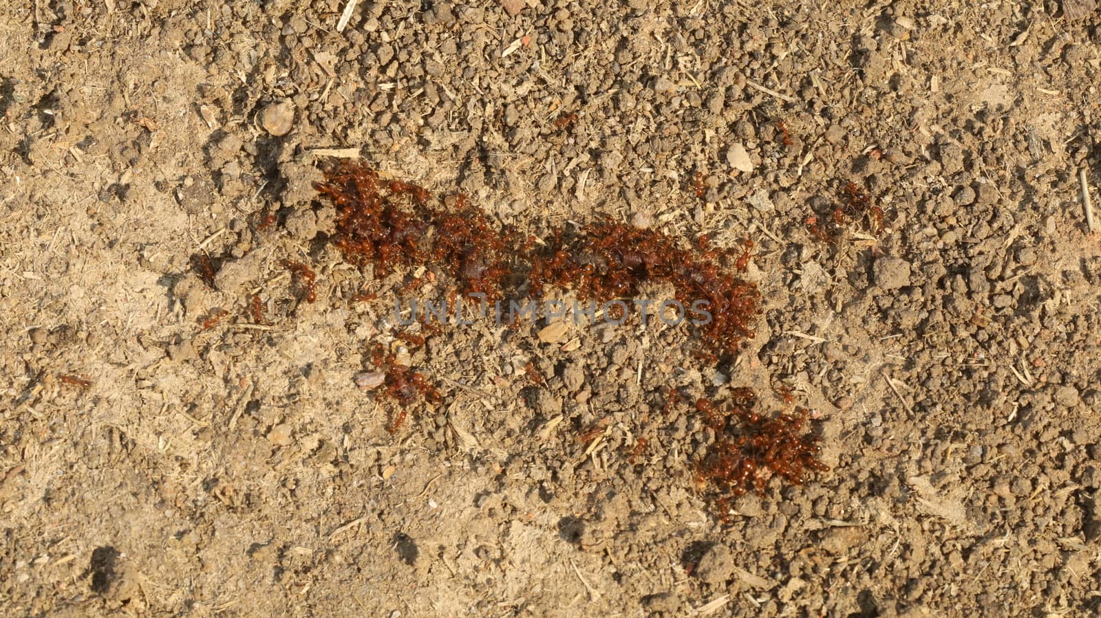 Mud wall Texture at Rural area