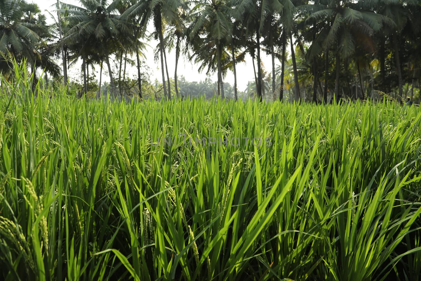 Green Fields Kerala India