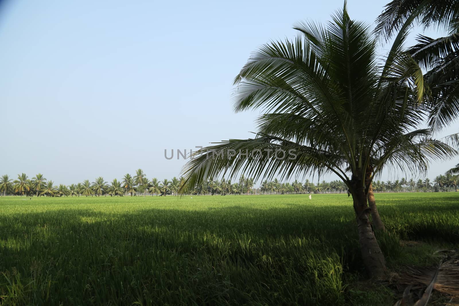 Green Fields Kerala India