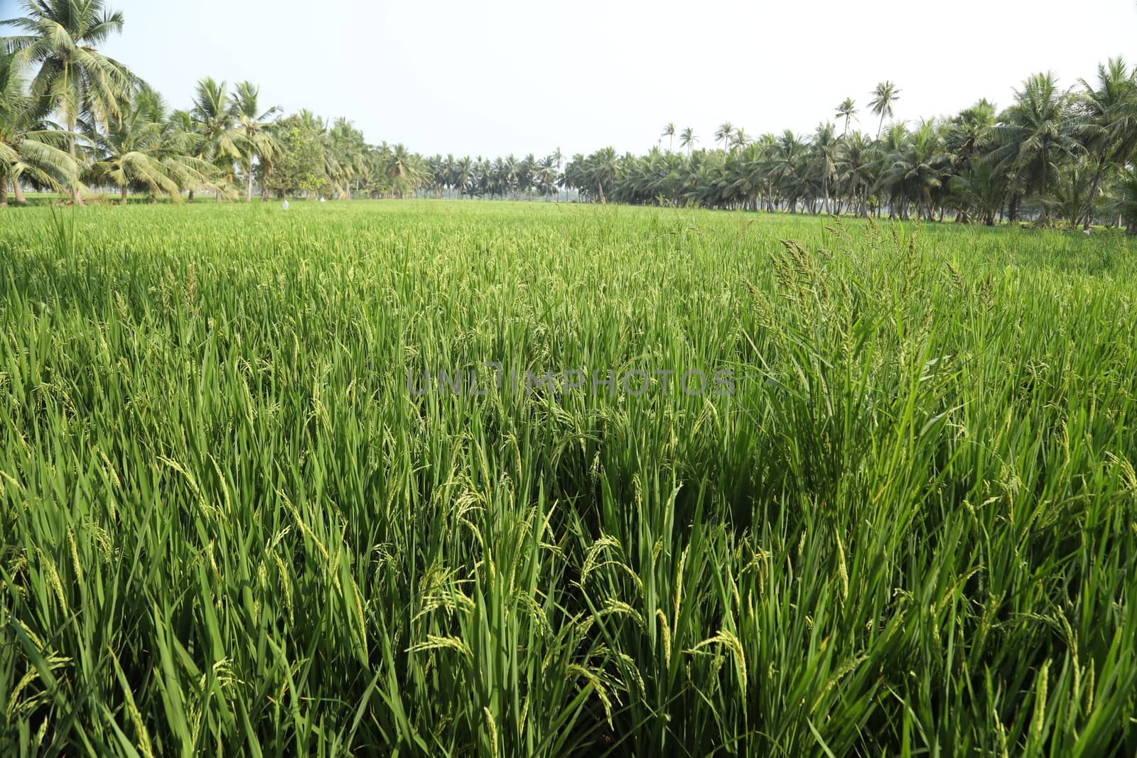 Green Fields Kerala India