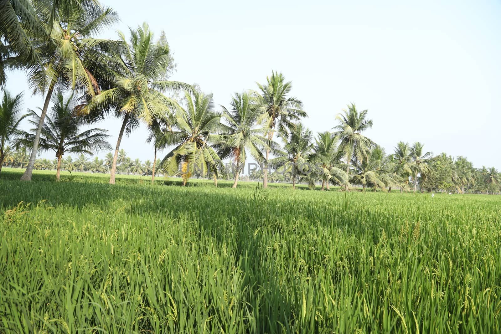 Green Fields Kerala India