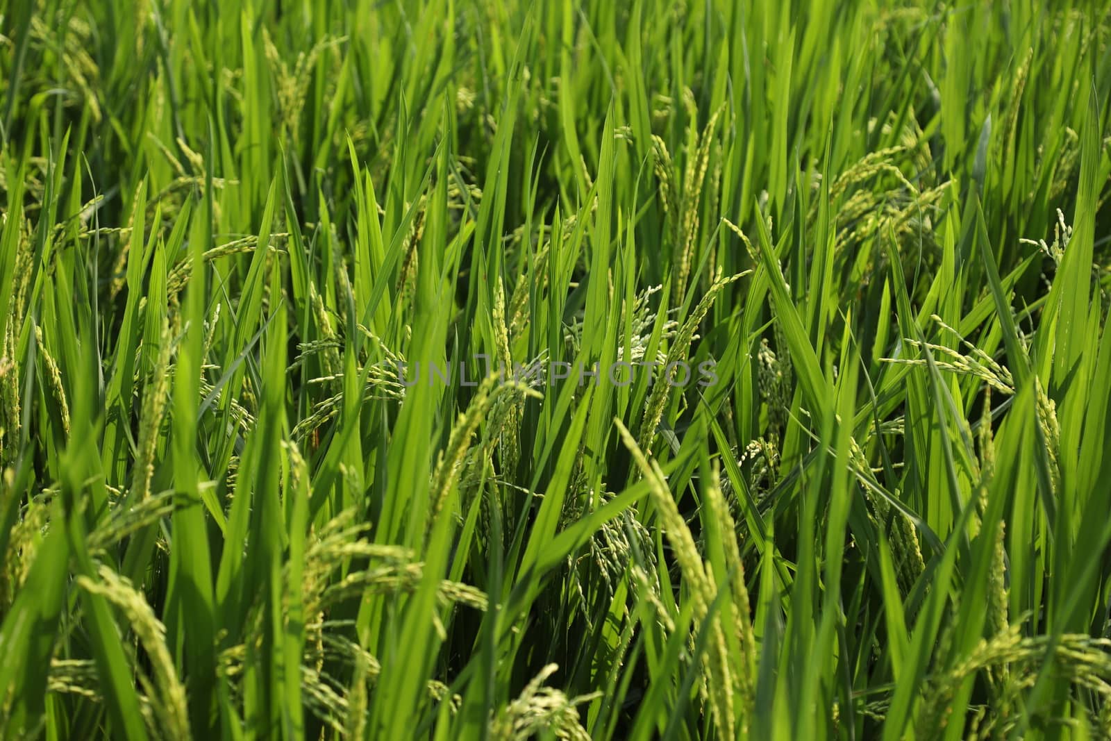 Green Fields Kerala India
