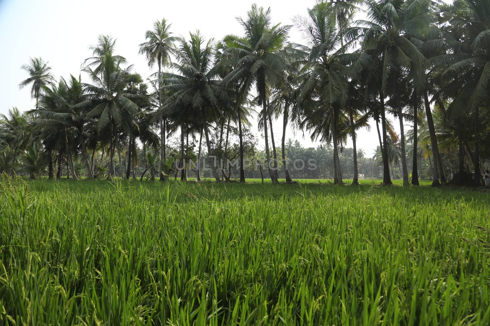 Green Fields Kerala India