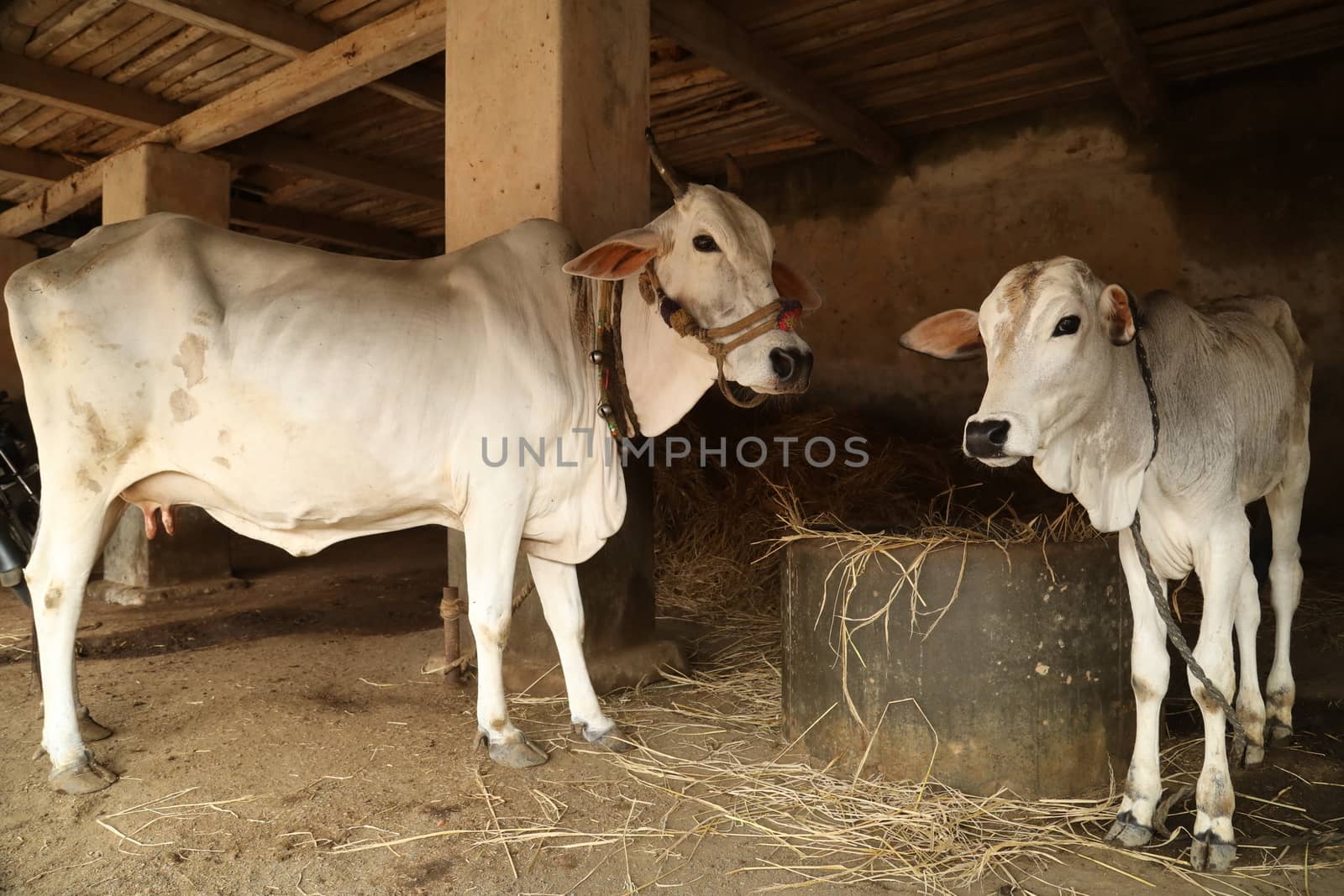 Cows at rural area