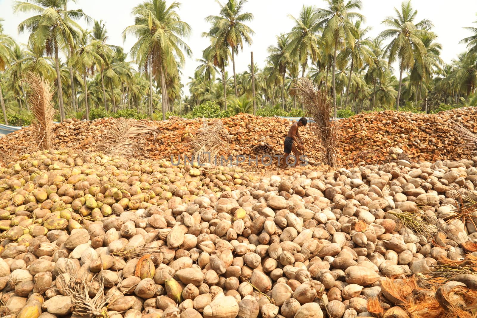 Indian Coconut Factory Workers