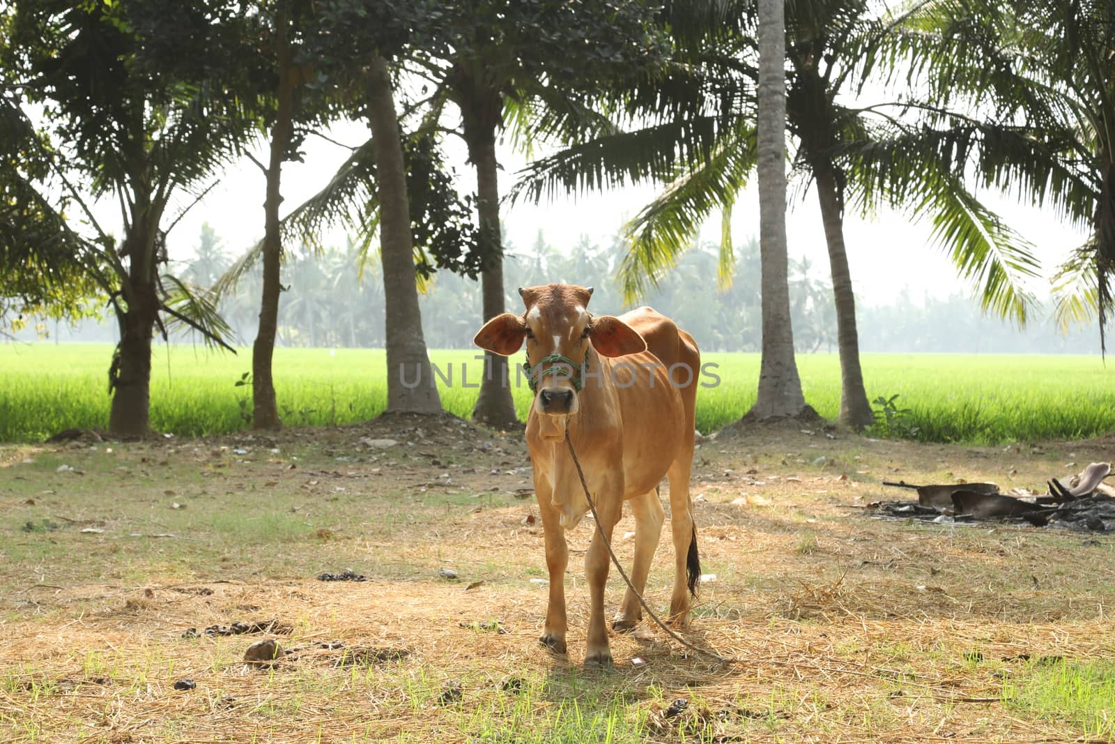 Cows at rural area