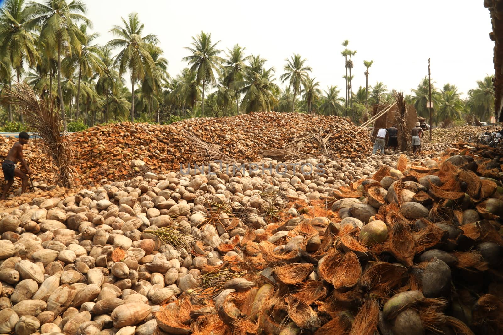Indian Coconut Factory Workers