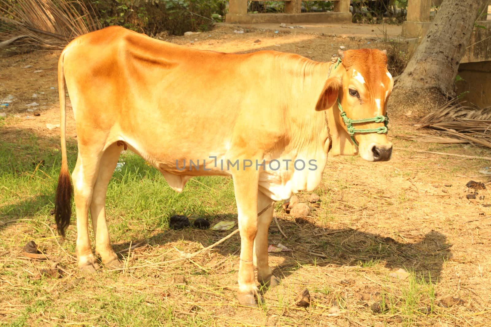 Cows at rural area