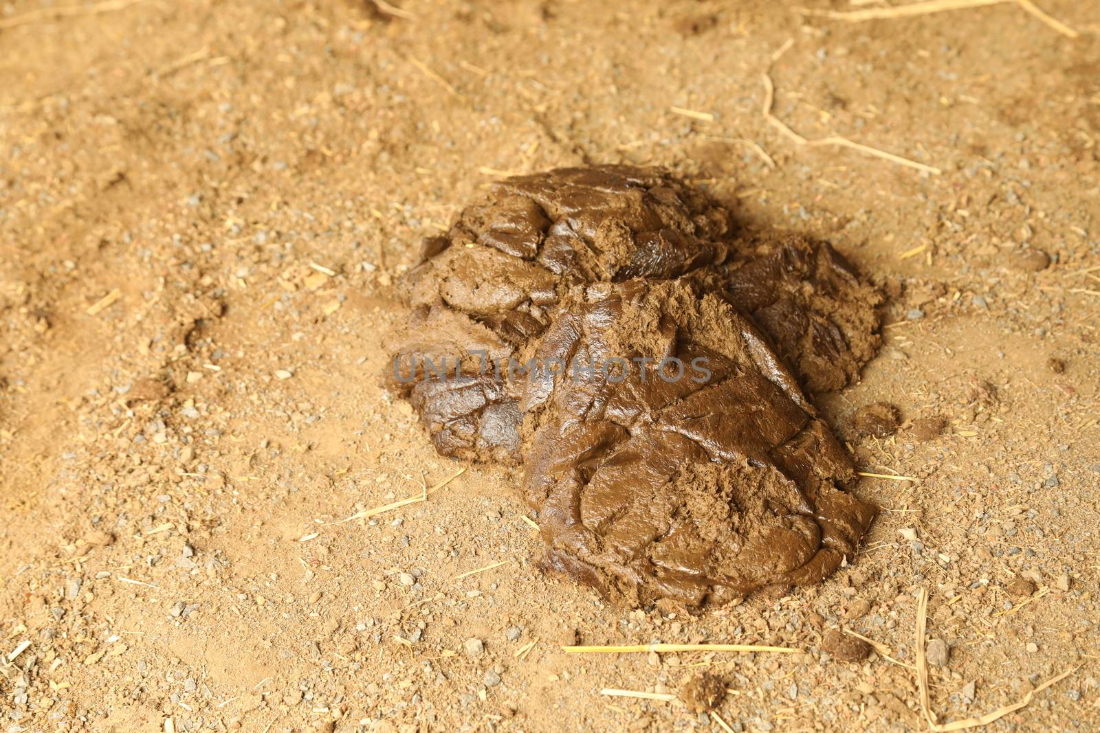 Cow Dung in fields