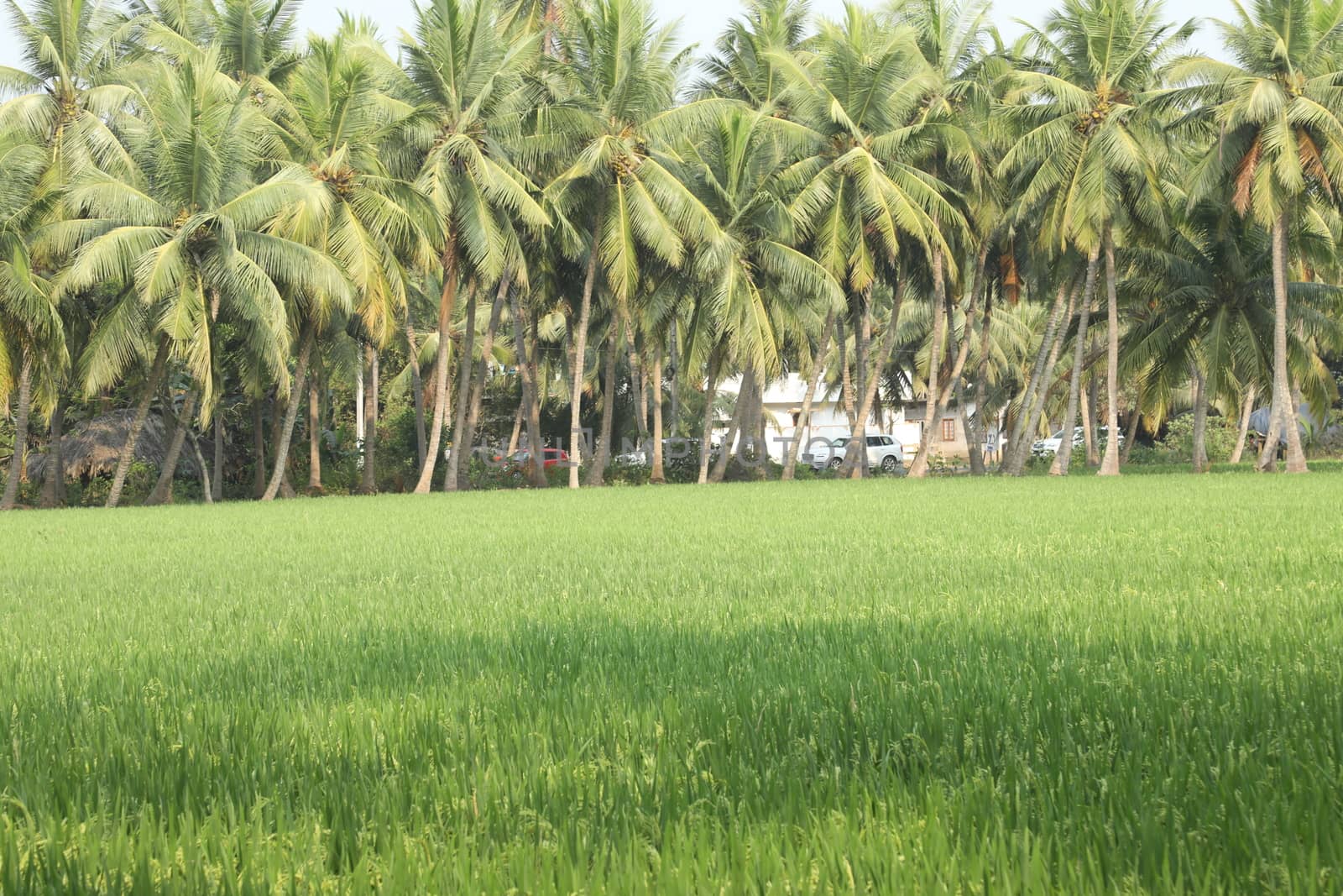 Rural area India