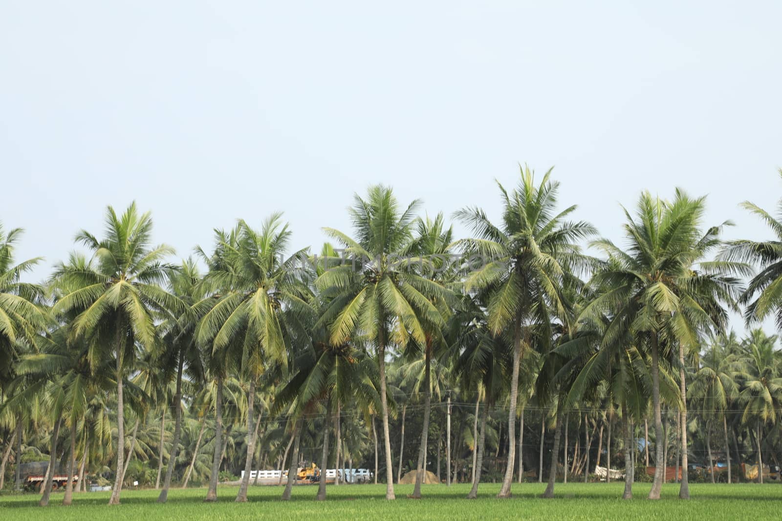 Rural area India