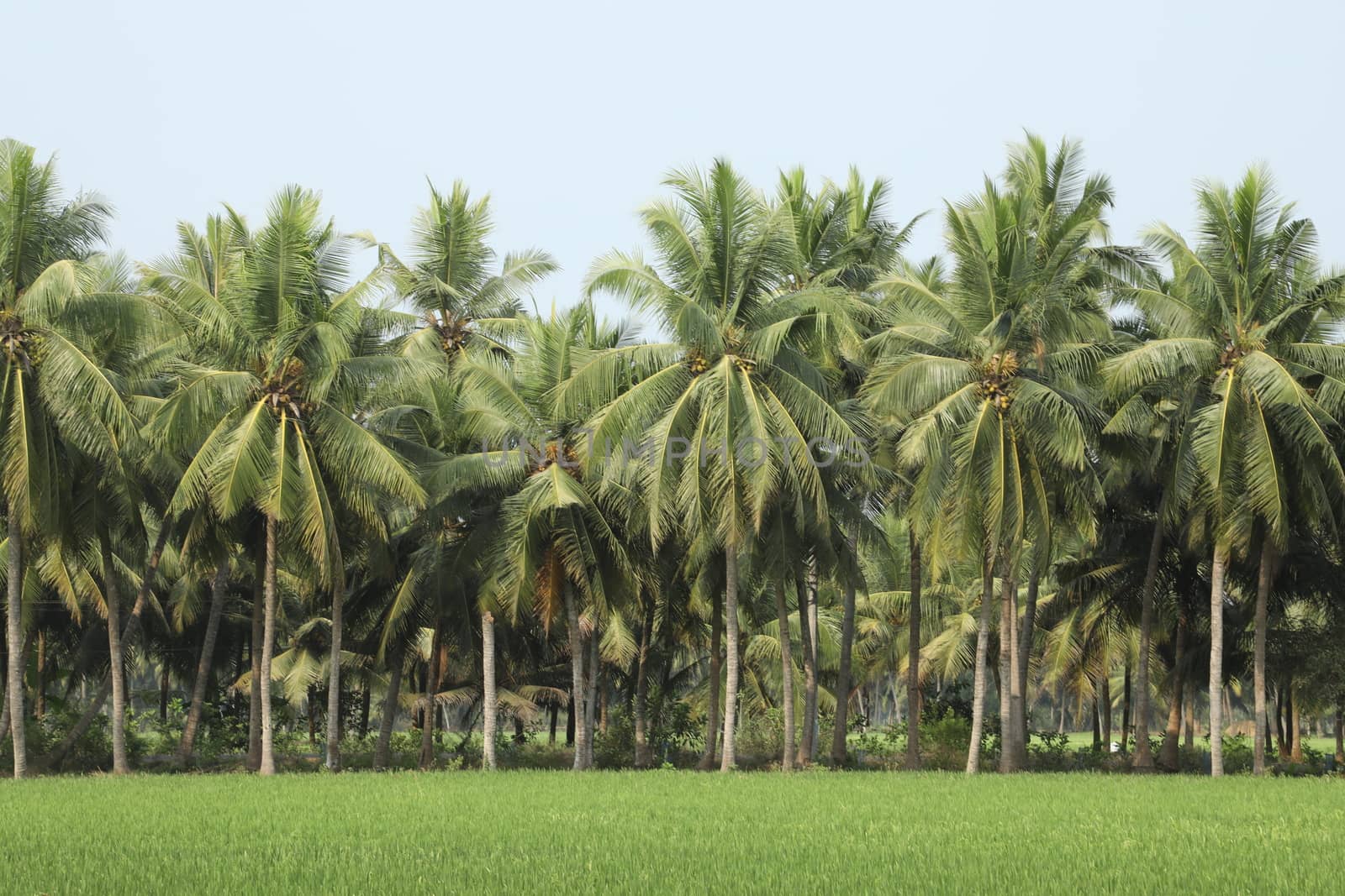Rural area India