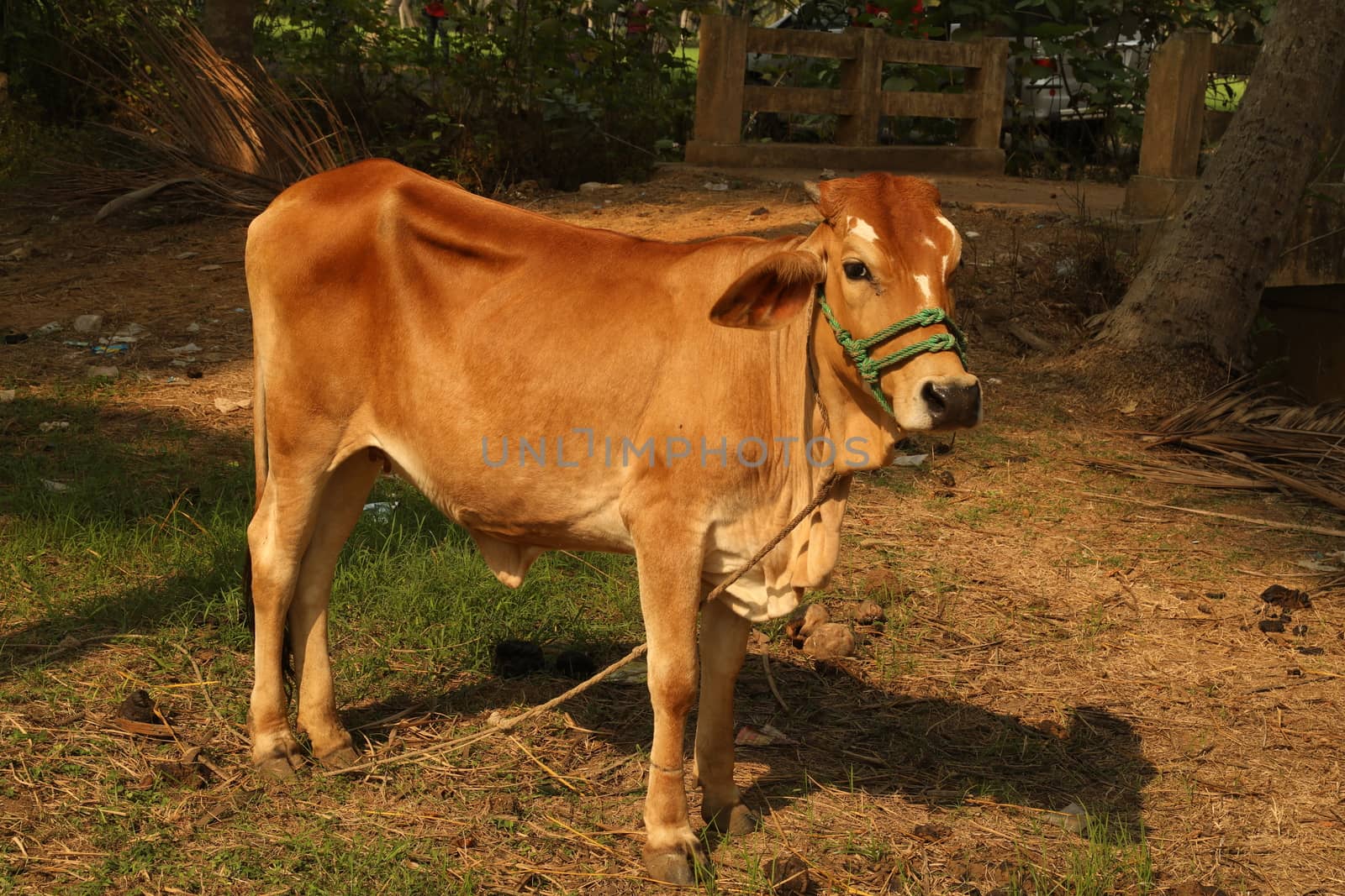 Cows at rural area