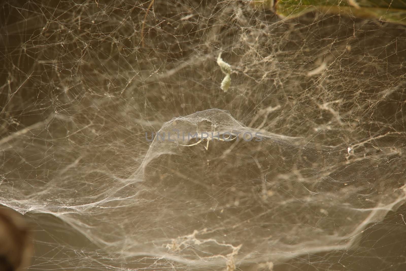 Scary Spider web by rajastills