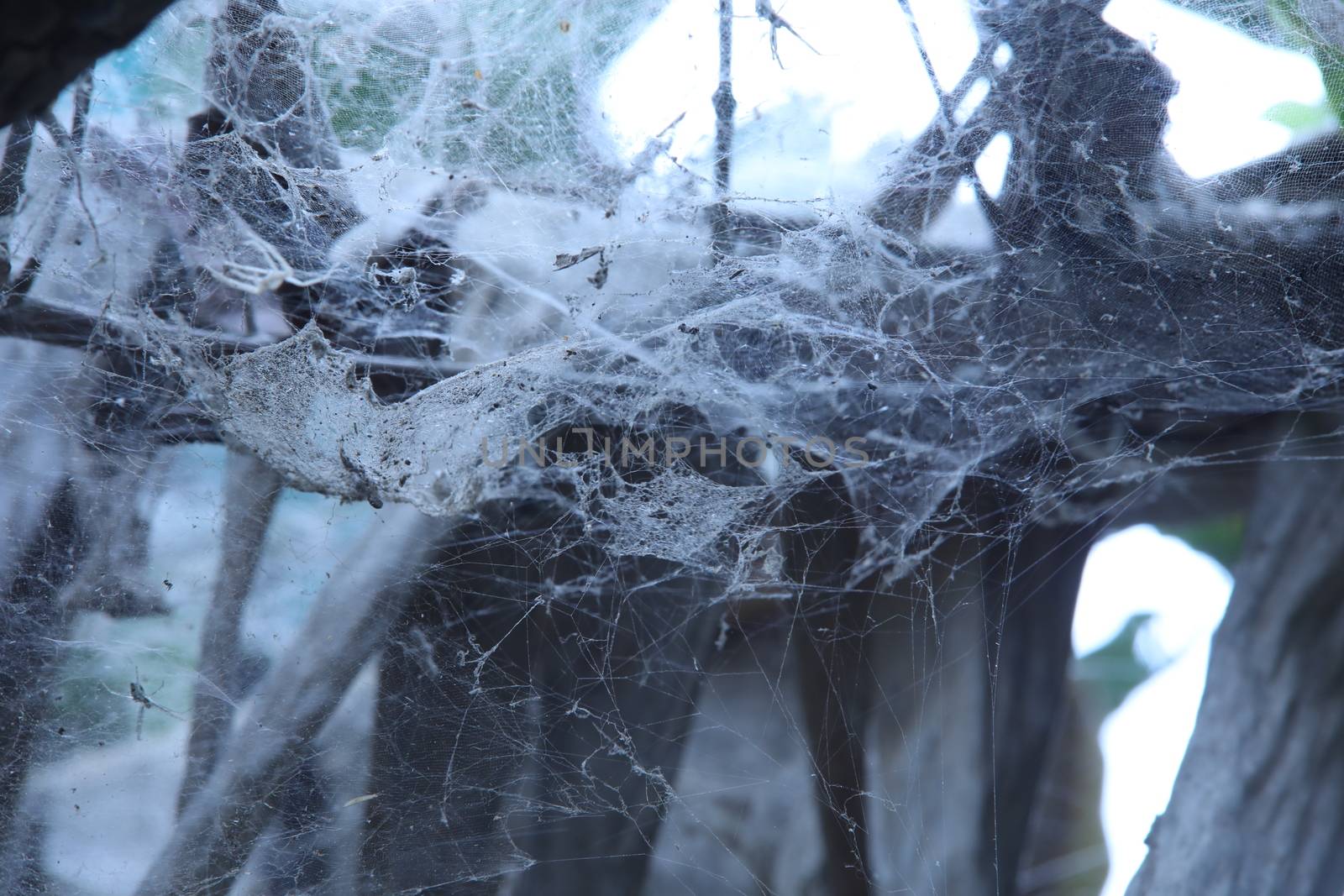 Scary Spider web