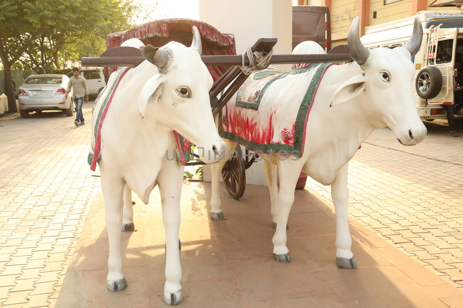 Cows at rural area