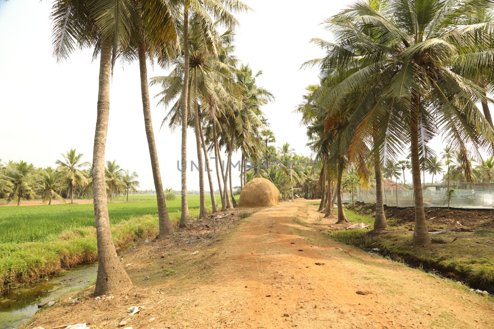Green Fields Kerala India