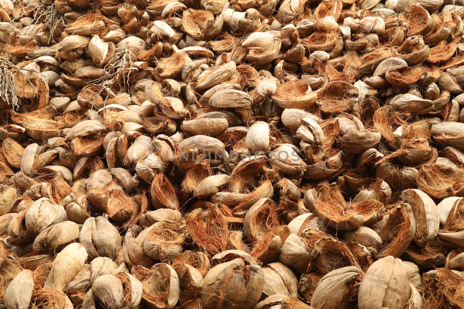 Closeup of a Coconuts