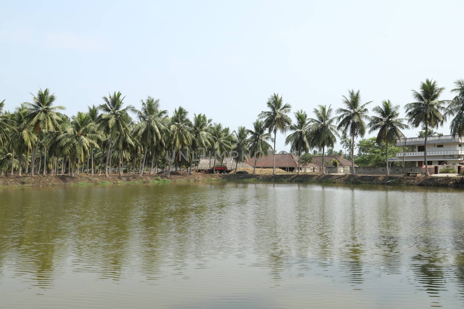 Green Fields Kerala India