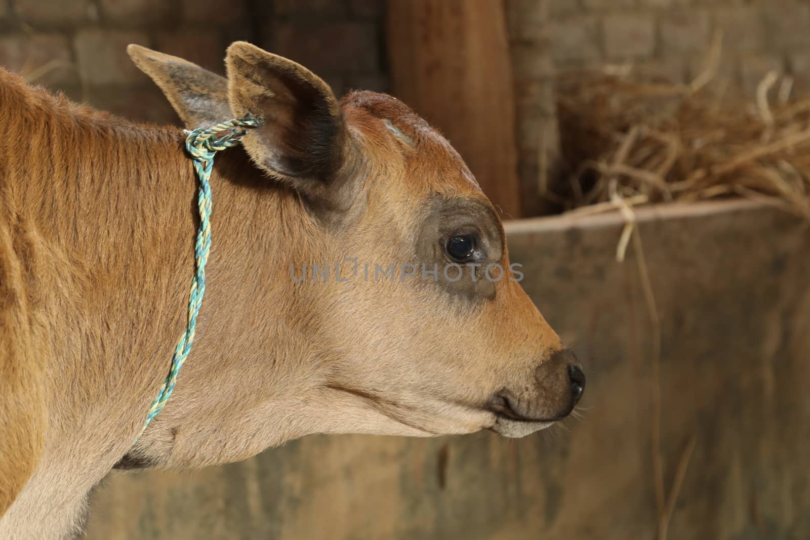 Cows at rural area