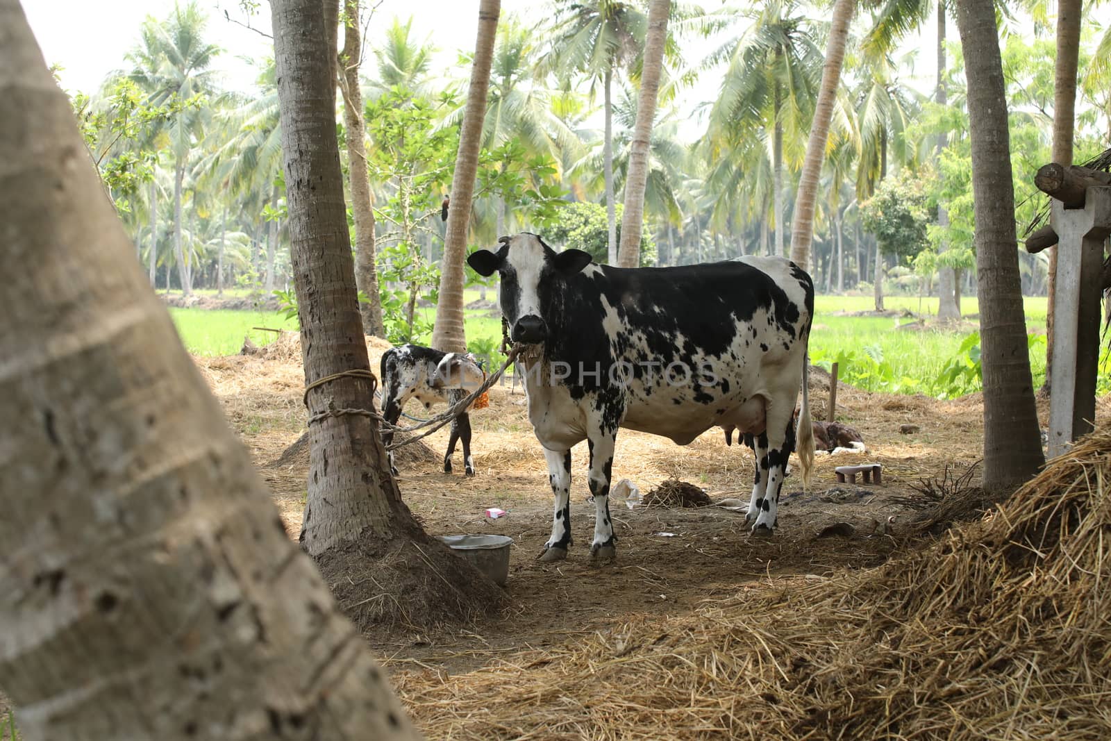Cows at rural area