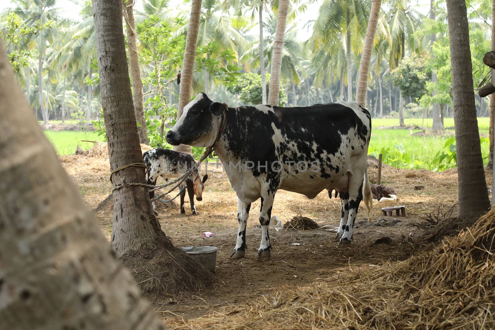 Cows at rural area