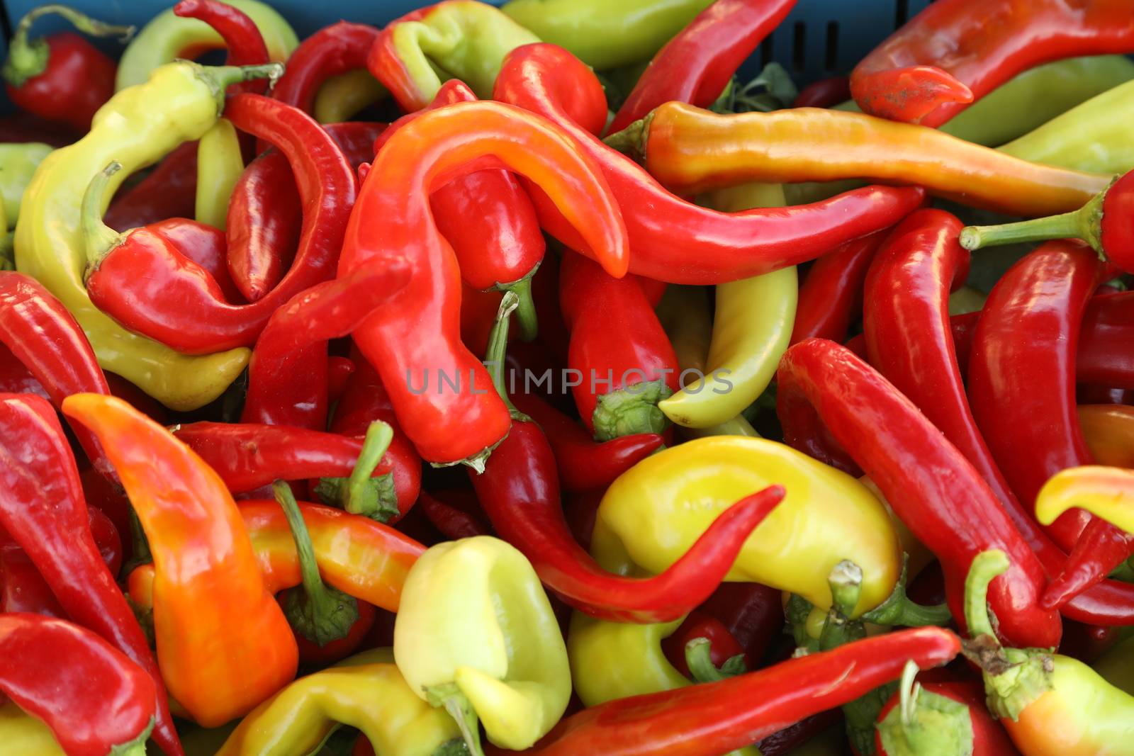 Red chilies closeup