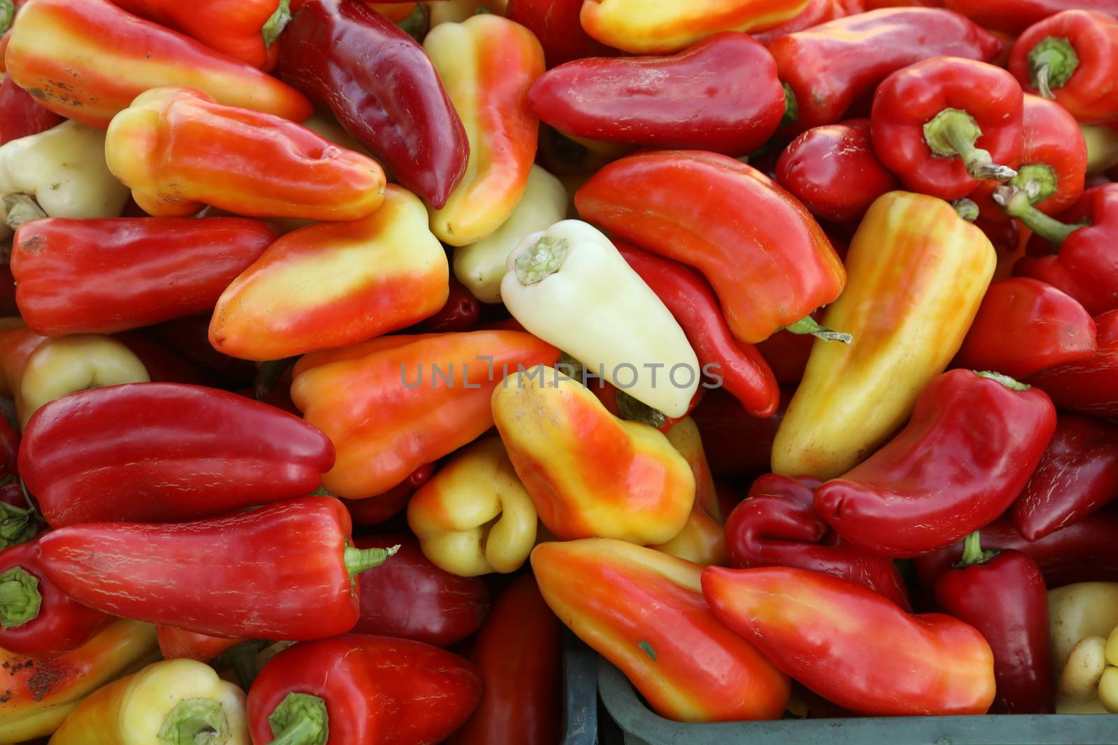 Red chilies closeup