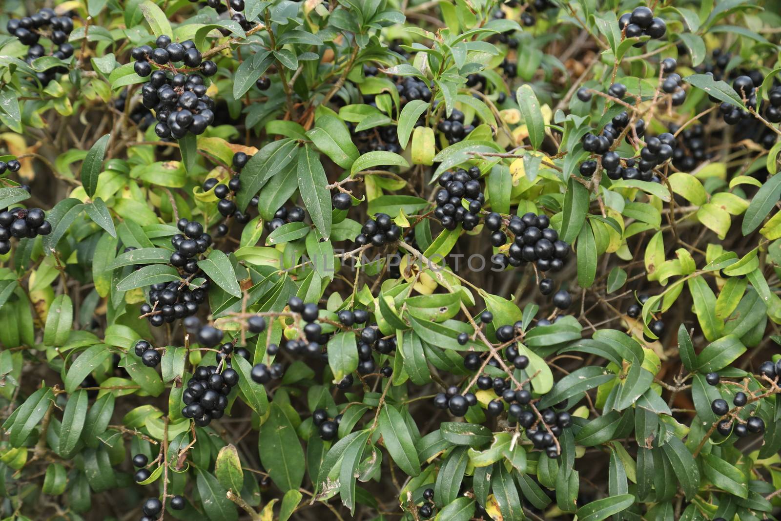 Indian Medicated Fruits